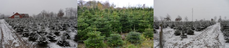 Holst Trees -  Juletræer